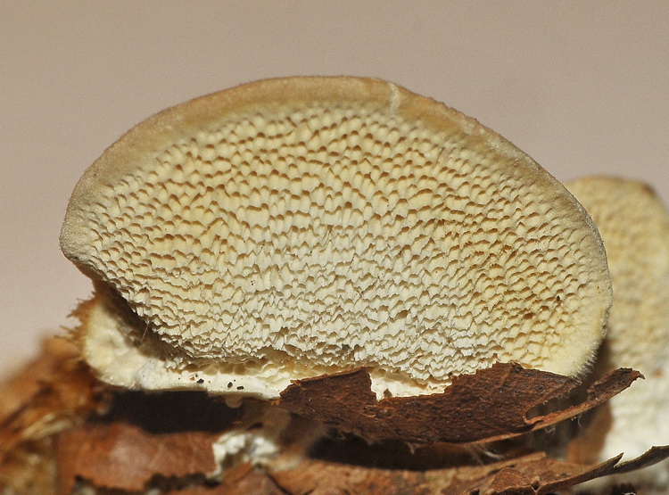 Aphyllophorales dal bosco di faggio